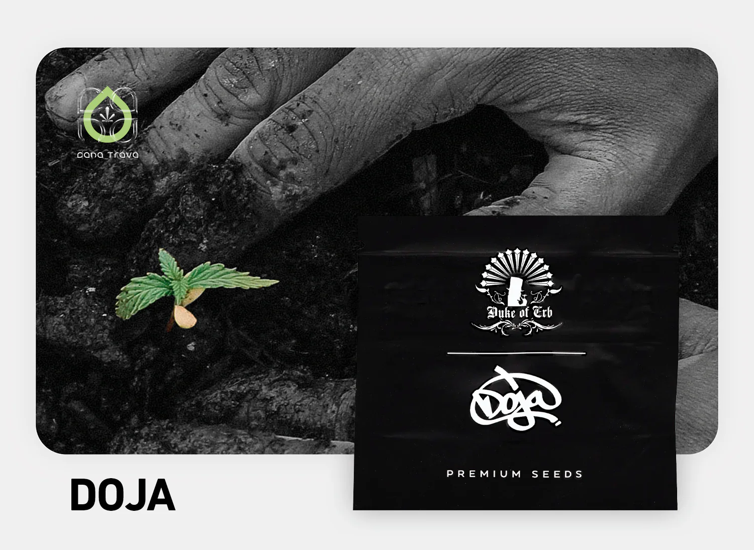 Doja Exclusive Seeds